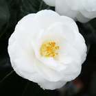 Camellia 'Janet Waterhouse' : H 60/70 cm, ctr 8 Litres